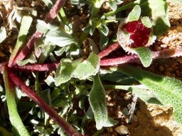 Cleretum papulosum young fruit capsule