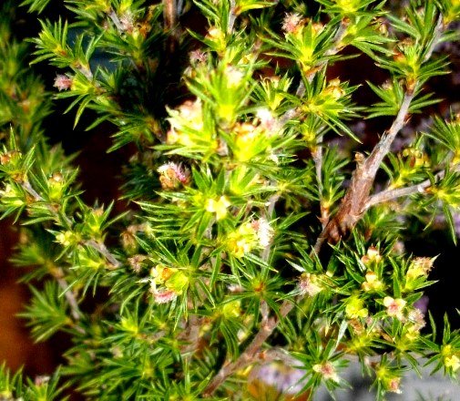 Cliffortia atrata flowers