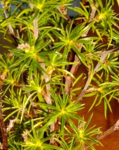 Cliffortia atrata