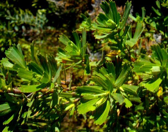 Cliffortia cuneata