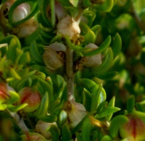 Cliffortia falcata fruit