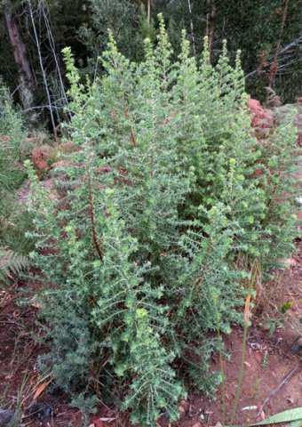 Cliffortia ilicifolia