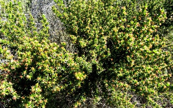 Cliffortia ruscifolia var. ruscifolia