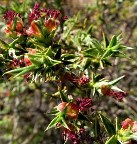 Cliffortia