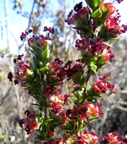 Cliffortia ruscifolia var. ruscifolia covered in stamens