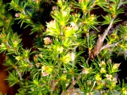 Cliffortia atrata flowers