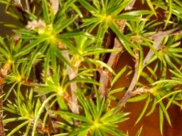 Cliffortia atrata