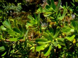 Cliffortia cuneata