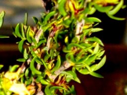 Cliffortia falcata