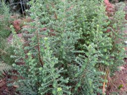 Cliffortia ilicifolia
