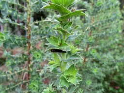 Cliffortia ilicifolia branch tip