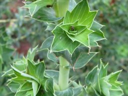 Cliffortia ilicifolia leaves