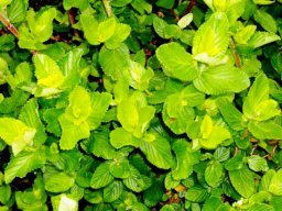 Cliffortia odorata