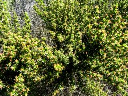 Cliffortia ruscifolia var. ruscifolia