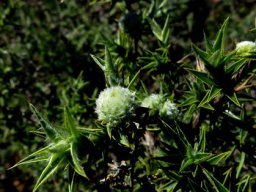 Cliffortia ruscifolia var. ruscifolia leaves and galls 