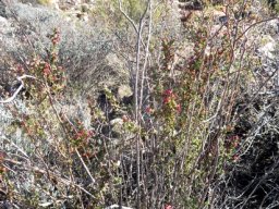 Cliffortia ruscifolia var. ruscifolia at Kagga Kamma