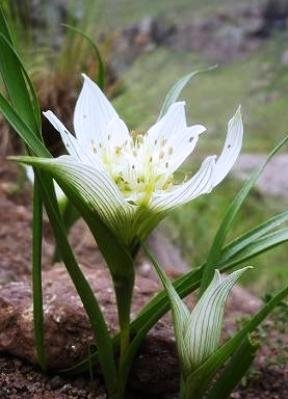 Colchicum striatum flowers