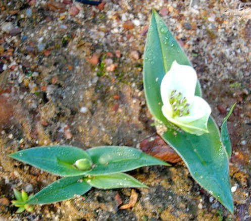 Colchicum capense 