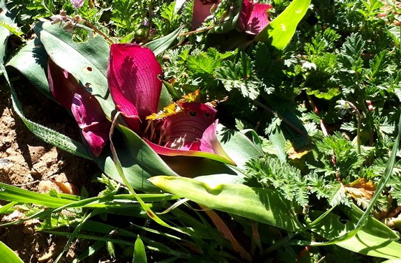 Colchicum coloratum subsp. coloratum