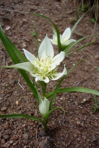 Colchicum striatum