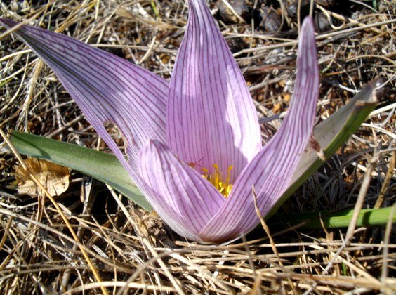 Colchicum melanthoides subsp. melanthoides