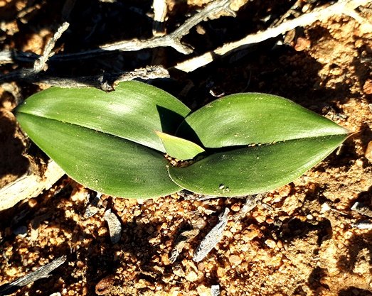 Colchicum