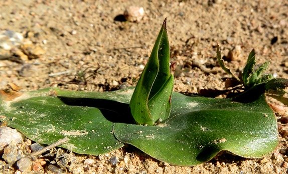 Colchicum scabromarginatum suggesting the sea