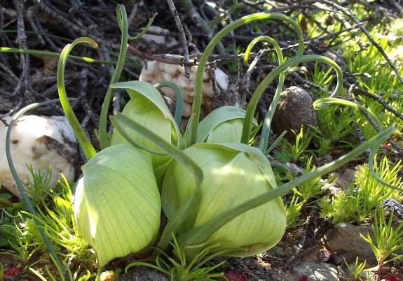 Colchicum volutare