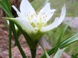 Colchicum striatum flowers