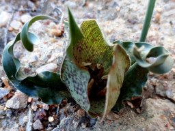Colchicum circinatum bracts and leaves