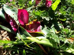 Colchicum coloratum subsp. coloratum