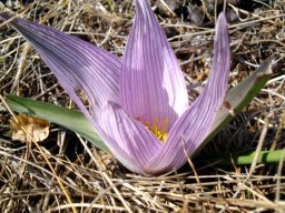 Colchicum melanthoides subsp. melanthoides