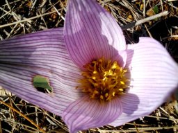 Colchicum melanthoides subsp. melanthoides flowers
