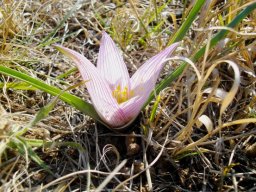 Colchicum melanthoides subsp. melanthoides narrow leaves