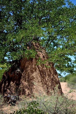Termite mound and mopane tree