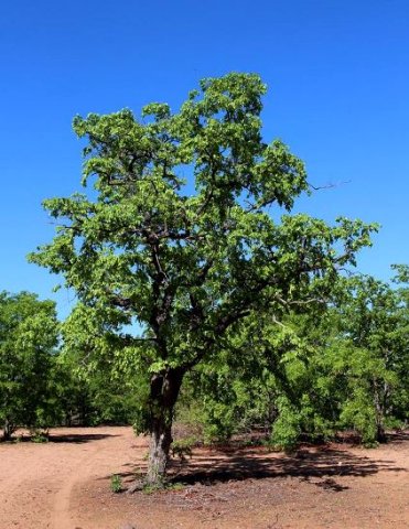 The bigger tree