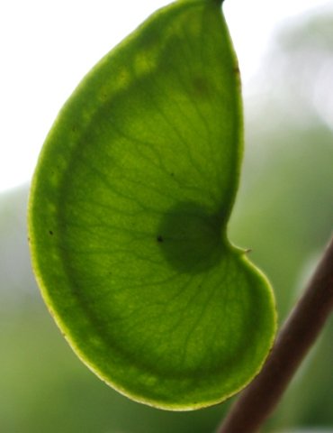 Colophospermum mopane fruit