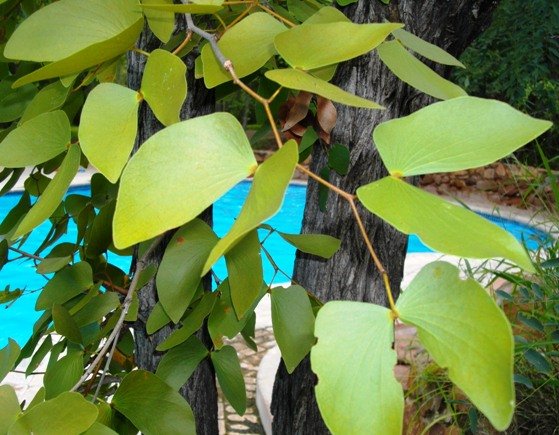 Colophospermum mopane