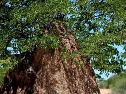 Termite mound and mopane tree