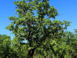 The bigger tree