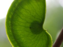 Colophospermum mopane fruit