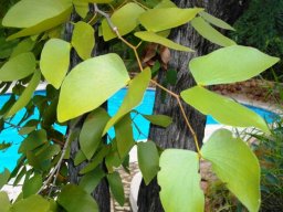 Colophospermum mopane