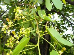 Colophospermum mopane flowering