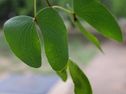 Colophospermum mopane leaf