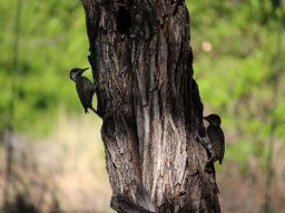 Mopane stem inspected by cardinal woodpeckers