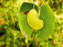 Colophospermum mopane posed photo