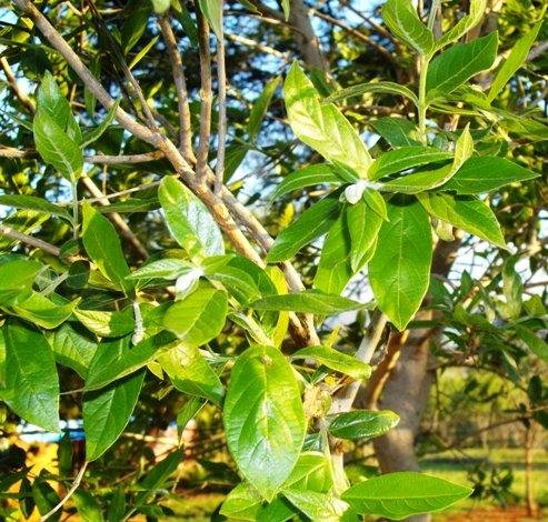 Combretum erythrophyllum leaves
