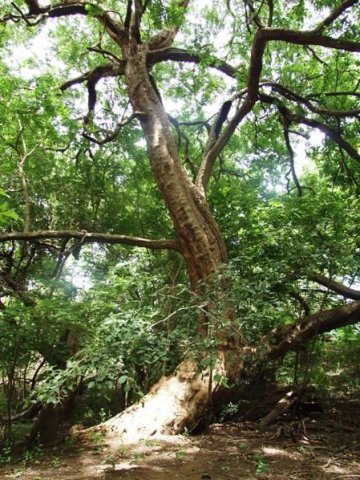 Combretum erythrophyllum by the Magalies River 