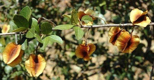 Combretum hereroense fruits at the De Hoop Dam