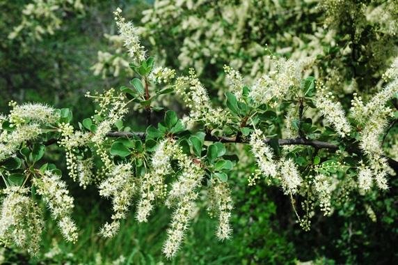 Combretum hereroense flowers